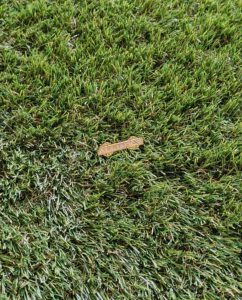 alliance lacrosse pin